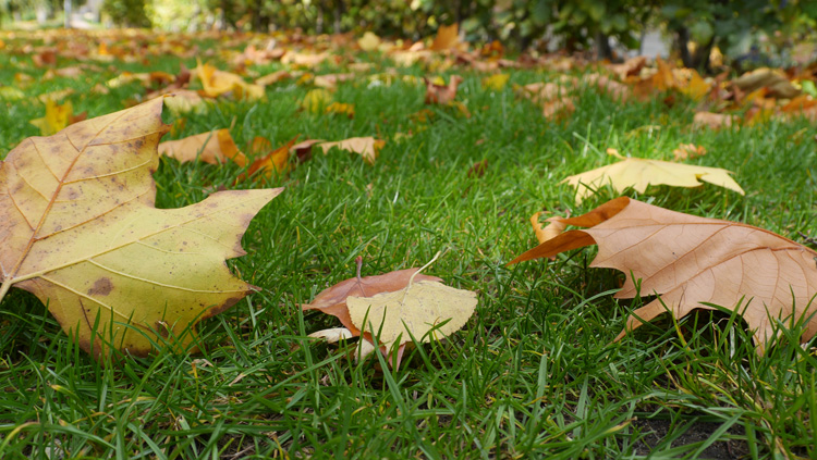 Musterbrief Nachbar Baum Schneiden