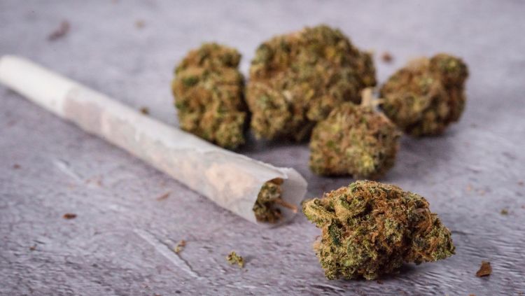 Aktuelle Strafen für Cannabisanbau:
