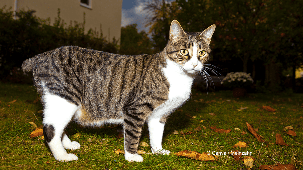 Eine getigerte Katze mit weißem Latz, Bauch und Beinchen schaut in die Kamera. Es ist dunkel und sie steht auf Rasen mit Herbstblättern darauf. Das Bild steht symbolisch für die Suche eines Arbeitnehmers nach seiner Katze, der zu einem vermeintlichen Arbeitsunfall führte.