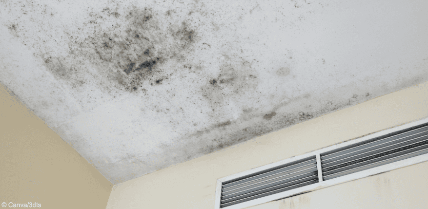 Schimmel in der Wohnung: die Rechte der Mieter