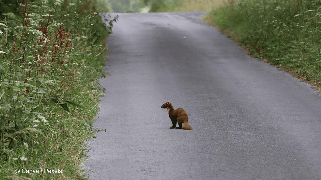 Ein Marder auf einer leeren Straße. Am rechten und linken Straßenrand ist es grün.