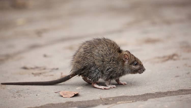 Preisminderung: Ist eine Ratte im Hotelzimmer ein Reisemangel?