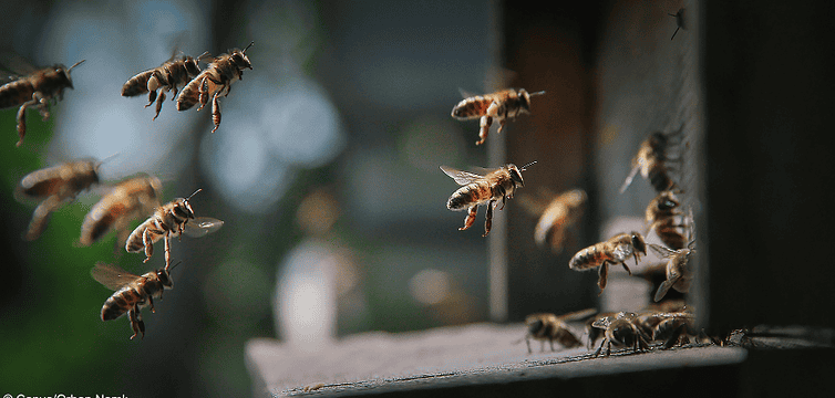 Bienen fliegen zum Stock: Ist die Bienenhaltung auf dem Balkon in Ordnung?