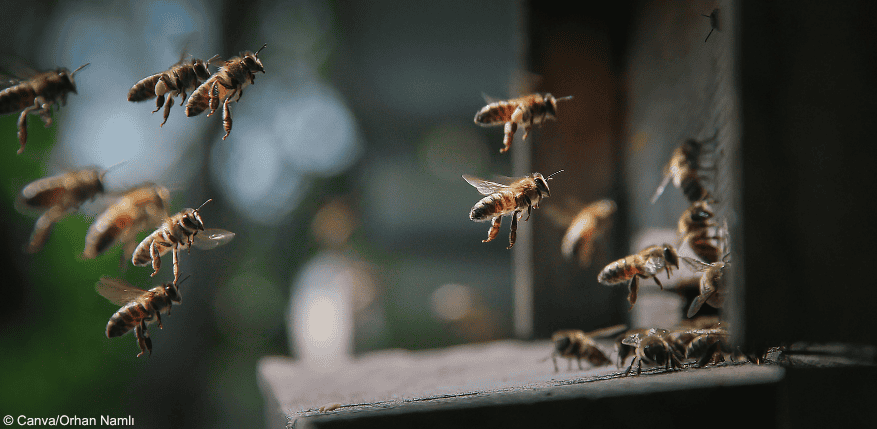 Bienen fliegen zum Stock: Ist die Bienenhaltung auf dem Balkon in Ordnung?